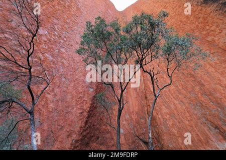 418 steile vertikale Klippen und Wüstenbluthölzer - Kantju-Schlucht im Abschnitt Uluru Rock-Mala. NT-Australien. Stockfoto