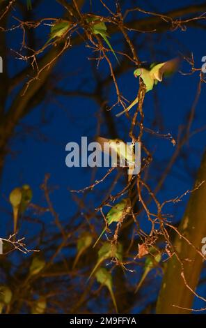 Wiesbaden, Deutschland. 11. Januar 2023. Grüne Sittiche siedelten sich nach Sonnenuntergang am Kaiser-Friedrich-Platz auf ihrem Baum an. Die Wildsittiche und die großen alexander-Sittiche sind seit 1975 Teil des Stadtbildes. Heute weiß niemand genau, wie sie in die Region gekommen sind. Die Vögel stammen ursprünglich aus Afrika und Asien und sind vielleicht aus der Gefangenschaft entkommen. Kredit: Arne Dedert/dpa/Alamy Live News Stockfoto