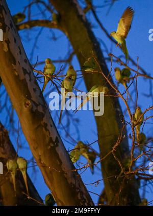 Wiesbaden, Deutschland. 11. Januar 2023. Grüne Sittiche siedelten sich nach Sonnenuntergang am Kaiser-Friedrich-Platz auf ihrem Baum an. Die Wildsittiche und die großen alexander-Sittiche sind seit 1975 Teil des Stadtbildes. Heute weiß niemand genau, wie sie in die Region gekommen sind. Die Vögel stammen ursprünglich aus Afrika und Asien und sind vielleicht aus der Gefangenschaft entkommen. Kredit: Arne Dedert/dpa/Alamy Live News Stockfoto