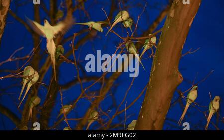 Wiesbaden, Deutschland. 11. Januar 2023. Grüne Sittiche siedelten sich nach Sonnenuntergang am Kaiser-Friedrich-Platz auf ihrem Baum an. Die Wildsittiche und die großen alexander-Sittiche sind seit 1975 Teil des Stadtbildes. Heute weiß niemand genau, wie sie in die Region gekommen sind. Die Vögel stammen ursprünglich aus Afrika und Asien und sind vielleicht aus der Gefangenschaft entkommen. Kredit: Arne Dedert/dpa/Alamy Live News Stockfoto