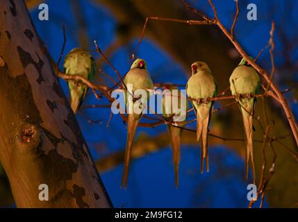 Wiesbaden, Deutschland. 11. Januar 2023. Grüne Sittiche siedelten sich nach Sonnenuntergang am Kaiser-Friedrich-Platz auf ihrem Baum an. Die Wildsittiche und die großen alexander-Sittiche sind seit 1975 Teil des Stadtbildes. Heute weiß niemand genau, wie sie in die Region gekommen sind. Die Vögel stammen ursprünglich aus Afrika und Asien und sind vielleicht aus der Gefangenschaft entkommen. Kredit: Arne Dedert/dpa/Alamy Live News Stockfoto