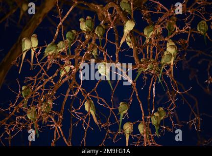 Wiesbaden, Deutschland. 11. Januar 2023. Grüne Sittiche siedelten sich nach Sonnenuntergang am Kaiser-Friedrich-Platz auf ihrem Baum an. Die Wildsittiche und die großen alexander-Sittiche sind seit 1975 Teil des Stadtbildes. Heute weiß niemand genau, wie sie in die Region gekommen sind. Die Vögel stammen ursprünglich aus Afrika und Asien und sind vielleicht aus der Gefangenschaft entkommen. Kredit: Arne Dedert/dpa/Alamy Live News Stockfoto