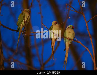 Wiesbaden, Deutschland. 11. Januar 2023. Grüne Sittiche siedelten sich nach Sonnenuntergang am Kaiser-Friedrich-Platz auf ihrem Baum an. Die Wildsittiche und die großen alexander-Sittiche sind seit 1975 Teil des Stadtbildes. Heute weiß niemand genau, wie sie in die Region gekommen sind. Die Vögel stammen ursprünglich aus Afrika und Asien und sind vielleicht aus der Gefangenschaft entkommen. Kredit: Arne Dedert/dpa/Alamy Live News Stockfoto