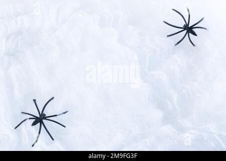 Nahaufnahme eines weißen Spinnennetzkokons mit schwarzen Spinnen. Halloween-Hintergrundkonzept Stockfoto