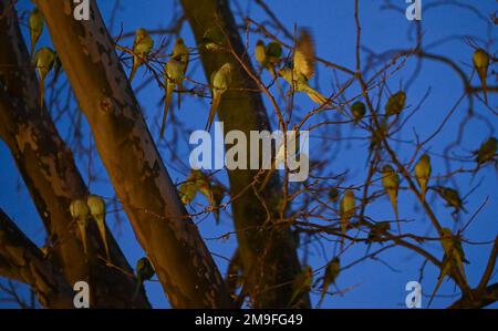 Wiesbaden, Deutschland. 11. Januar 2023. Grüne Sittiche siedelten sich nach Sonnenuntergang am Kaiser-Friedrich-Platz auf ihrem Baum an. Die Wildsittiche und die großen alexander-Sittiche sind seit 1975 Teil des Stadtbildes. Heute weiß niemand genau, wie sie in die Region gekommen sind. Die Vögel stammen ursprünglich aus Afrika und Asien und sind vielleicht aus der Gefangenschaft entkommen. Kredit: Arne Dedert/dpa/Alamy Live News Stockfoto