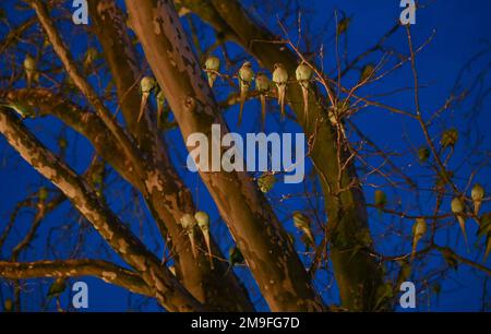 Wiesbaden, Deutschland. 11. Januar 2023. Grüne Sittiche siedelten sich nach Sonnenuntergang am Kaiser-Friedrich-Platz auf ihrem Baum an. Die Wildsittiche und die großen alexander-Sittiche sind seit 1975 Teil des Stadtbildes. Heute weiß niemand genau, wie sie in die Region gekommen sind. Die Vögel stammen ursprünglich aus Afrika und Asien und sind vielleicht aus der Gefangenschaft entkommen. Kredit: Arne Dedert/dpa/Alamy Live News Stockfoto