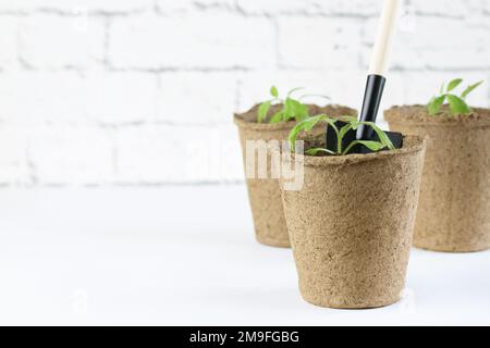 Der Prozess des Anbaus von Setzlingen zu Hause. Töpfe mit Tomatenkeimlingen und eine Schaufel auf weißgrauem Hintergrund. Landwirtschaft. Stockfoto