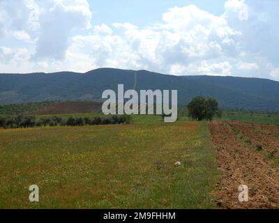 Gipfel des grünen Feldes mit dem Berg im Hintergrund Stockfoto