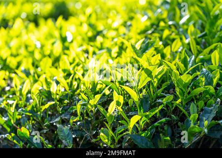 Teeplantage in Gudallur, Tamilnadu Stockfoto