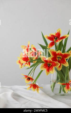 Strauß wunderschöner zweifarbiger Tücher in Vase auf weißem Hintergrund. Speicherplatz kopieren Stockfoto