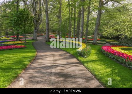 Wunderschöne Landschaft im königlichen Blumengarten Keukenhof in den Niederlanden mit wunderschönen Blumenbeeten und ohne Menschen Stockfoto