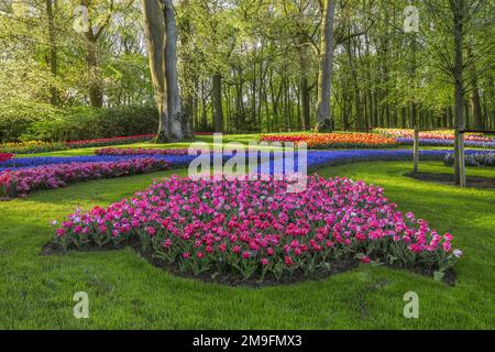 Wunderschöne Landschaft im königlichen Blumengarten Keukenhof in den Niederlanden mit wunderschönen Blumenbeeten und ohne Menschen Stockfoto