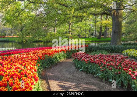 Wunderschöne Landschaft im königlichen Blumengarten Keukenhof in den Niederlanden mit wunderschönen Blumenbeeten und ohne Menschen Stockfoto