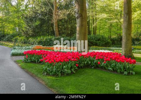 Wunderschöne Landschaft im königlichen Blumengarten Keukenhof in den Niederlanden mit wunderschönen Blumenbeeten und ohne Menschen Stockfoto