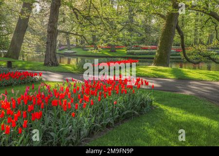 Wunderschöne Landschaft im königlichen Blumengarten Keukenhof in den Niederlanden mit wunderschönen Blumenbeeten und ohne Menschen Stockfoto