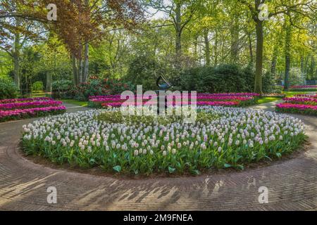 Wunderschöne Landschaft im königlichen Blumengarten Keukenhof in den Niederlanden mit wunderschönen Blumenbeeten und ohne Menschen Stockfoto