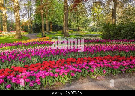 Wunderschöne Landschaft im königlichen Blumengarten Keukenhof in den Niederlanden mit wunderschönen Blumenbeeten und ohne Menschen Stockfoto