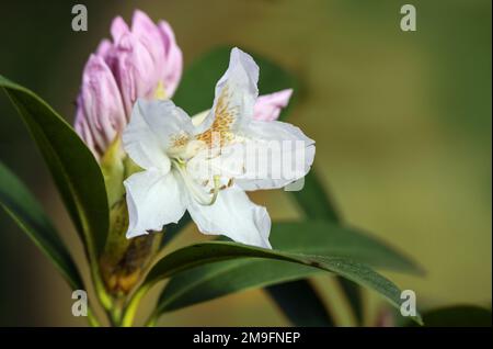 Weiße Blume und rosa Knospe eines Azaleenstauchs, Gattung Rhododendron, blühend im Frühling, natürlicher grüner Hintergrund, ausgewählter Fokus, schmale Tiefe Stockfoto
