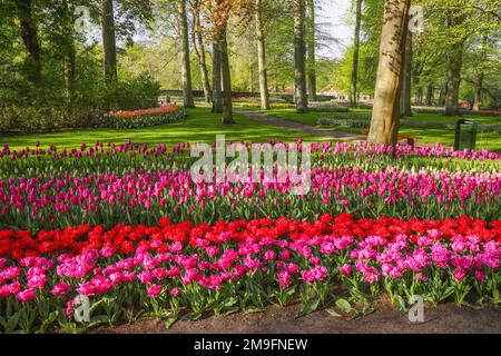 Wunderschöne Landschaft im königlichen Blumengarten Keukenhof in den Niederlanden mit wunderschönen Blumenbeeten und ohne Menschen Stockfoto