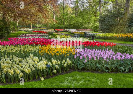 Wunderschöne Landschaft im königlichen Blumengarten Keukenhof in den Niederlanden mit wunderschönen Blumenbeeten und ohne Menschen Stockfoto