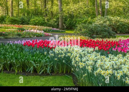 Wunderschöne Landschaft im königlichen Blumengarten Keukenhof in den Niederlanden mit wunderschönen Blumenbeeten und ohne Menschen Stockfoto