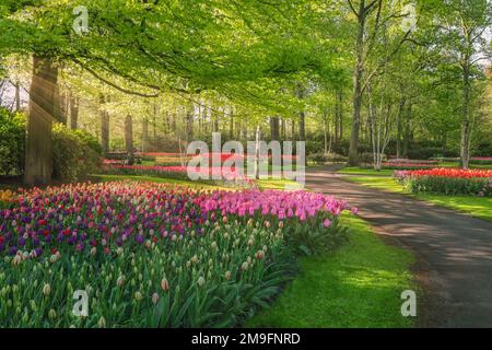 Wunderschöne Landschaft im königlichen Blumengarten Keukenhof in den Niederlanden mit wunderschönen Blumenbeeten und sehr wenigen Menschen Stockfoto