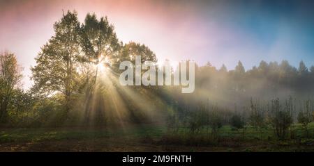 Durch Bäume fallende Sonnenstrahlen, eine Panoramalandschaft mit wunderschöner Morgenstimmung und dramatischer nebiger Atmosphäre Stockfoto