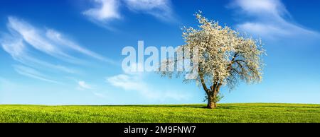 Einsamer Baum mit Frühlingsblüten auf einer flachen grünen Wiese, mit einem wunderschönen blauen Himmel und Wolken im Hintergrund Stockfoto