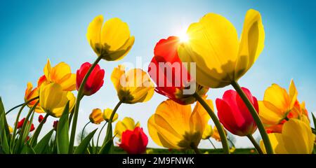 Wunderschöne rote und gelbe Tulpen wachsen in Richtung Frühlingssonne im klaren blauen Himmel Stockfoto