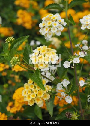 Nahaufnahme der weißen und gelben Lantana Camara Blumensträuße in Dubrovnik, Kroatien an der Adriaküste Stockfoto