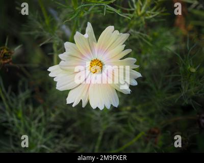 Nahaufnahme einer Cosmos bipinnatus „Apricot Lemonade“-Blume, die in einem britischen Garten wächst Stockfoto
