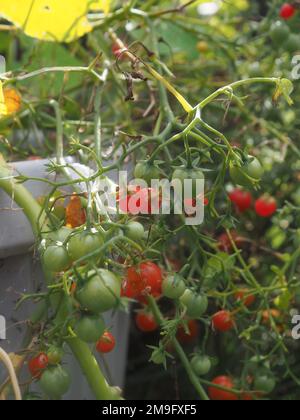 Nahaufnahme der Tomatenpflanze „Mikrokirsche“, die in einem Behälter (Solanum lycopersicum) mit Früchten mit unterschiedlichem Reifegrad wächst Stockfoto