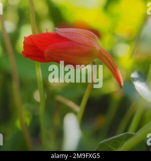 Von der Seite aus sehen Sie eine rote Nasturtium (Tropaeolum majus) Blume in Knospen Stockfoto