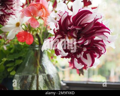 Nahaufnahme einer geschnittenen Dahlia „Tartan“-Blume in einer Vase auf einer Fensterbank Stockfoto