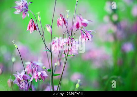 Aquilegia (gebräuchliche Namen: Großmütze, Kolumbinenart) ist eine Gattung von etwa 60 bis 70 Arten mehrjähriger Pflanzen Stockfoto