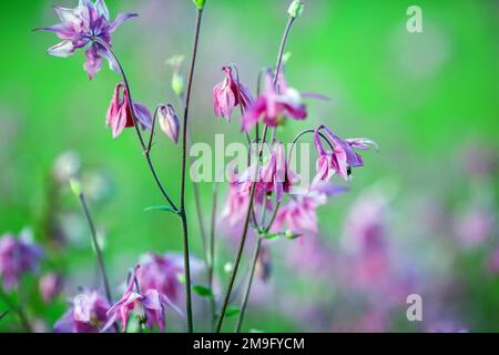 Aquilegia (gebräuchliche Namen: Großmütze, Kolumbinenart) ist eine Gattung von etwa 60 bis 70 Arten mehrjähriger Pflanzen Stockfoto