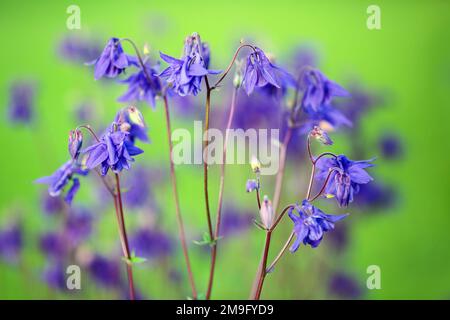 Aquilegia (gebräuchliche Namen: Großmütze, Kolumbinenart) ist eine Gattung von etwa 60 bis 70 Arten mehrjähriger Pflanzen Stockfoto