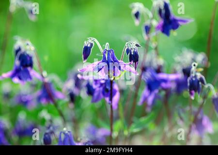 Aquilegia (gebräuchliche Namen: Großmütze, Kolumbinenart) ist eine Gattung von etwa 60 bis 70 Arten mehrjähriger Pflanzen Stockfoto