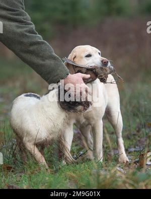 labrador holt Holzhahn mit Spaniel Stockfoto