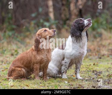 Englischer Cockerspaniel und englischer springerspaniel Stockfoto