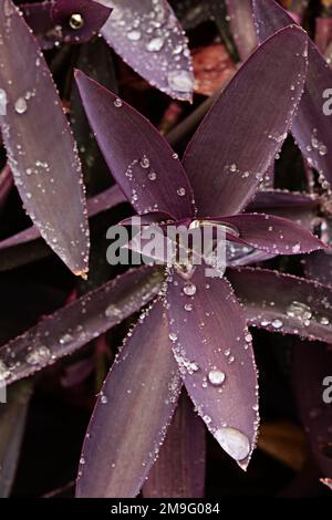 Ein paar hübsche lila tradescantia pallida Blätter mit Tau Tropfen Stockfoto