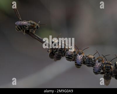 Lipotriches ist eine große Gattung von Schweißbienen der Familie Halictidae, die weit verbreitet ist in der östlichen Hemisphäre, aber nicht in Europa. Stockfoto