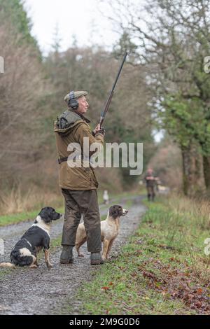 Männer, die mit Spanielen im Wald schießen Stockfoto