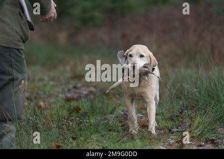 labrador Retriever trägt einen toten Holzhahn Stockfoto