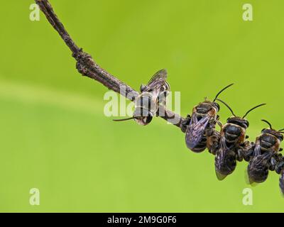 Lipotriches ist eine große Gattung von Schweißbienen der Familie Halictidae, die weit verbreitet ist in der östlichen Hemisphäre, aber nicht in Europa. Stockfoto