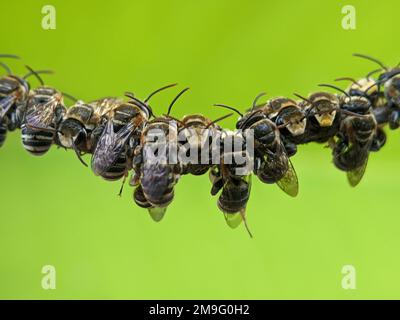 Lipotriches ist eine große Gattung von Schweißbienen der Familie Halictidae, die weit verbreitet ist in der östlichen Hemisphäre, aber nicht in Europa. Stockfoto