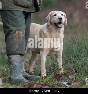 Gelber labrador-Hund mit Besitzer Stockfoto