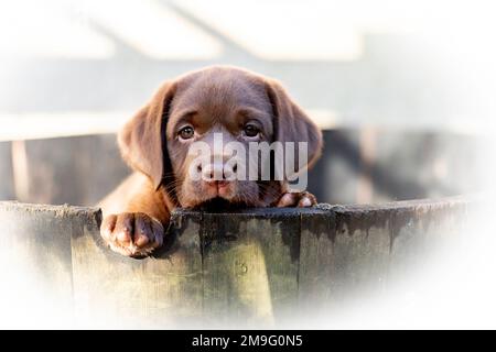 Schokoladen-labrador-Hündchen Stockfoto