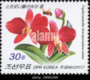 2010 Nordkorea eingestellt. Blumen - Orchideen, Sophronitis brevipedunculata Stockfoto