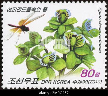 Nordkoreanische Briefmarke von 2010 mit grünen Epidendrum radiatum Orchideen und einer Libelle. Stockfoto